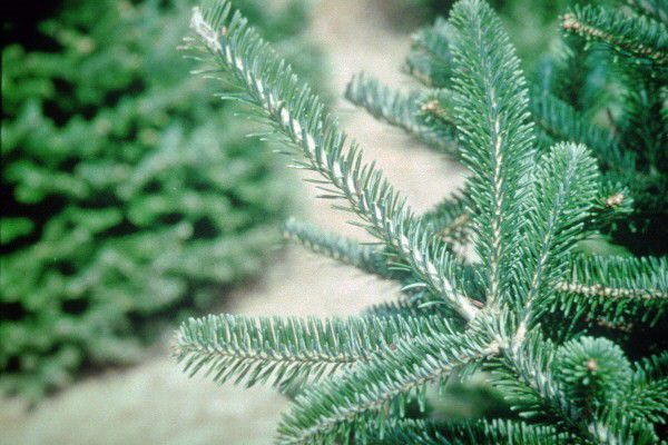 Fraser Fir